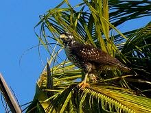 Common Black Hawk